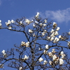 春の手賀沼遊歩道の花々と手賀沼公園の鳥たち