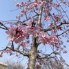 甲子園口｜東甲子園公園に咲く春の花々🌸