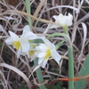 野生花と水仙と梅の花・・・