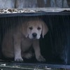 牧場から子犬が行方不明に飼い主が必死に探すけどみつからない動画で結果をみてください