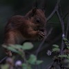 パリ(2)ブローニュの森のリスと兎
