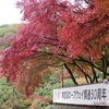 皆さん、お待たせしました。日本三大渓谷美のひとつ、寒霞渓の紅葉です！！