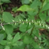 Achyranthes bidentata var. japonica　イノコヅチ（ヒカゲイノコヅチ）