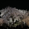  今年も六義園のしだれ桜