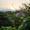 夏休み2日目の早朝散歩 Ⅰ