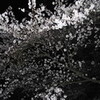 夜桜　：　鴻巣公園　2010
