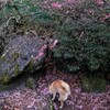 雨で断念の朝のお散歩🐶