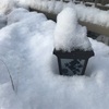 二日連続の雪。