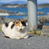 東北東部北離島のねこさん