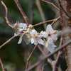 桜が開花