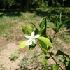 何故か花が咲いたよ