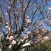 庭の桜