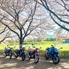『バイクツーリングmini』もう葉桜になりつつあるけど、バイクとサクラのコンビネーション✨
