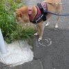 ほんと明るいね、だよ