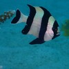 ヨスジリュウキュウスズメダイ