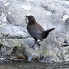 カワガラス巣作り？