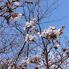 地域のお花見