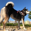 犬のお留守番のストレス軽減方法とは・・・？