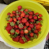 苺さいごの収穫