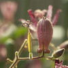 道端に咲いていた何かの花の蕾