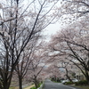 桜の幻想