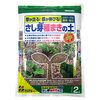 猫草の育て方：園芸店から自宅栽培へ