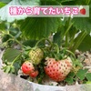 種から育てたいちご🍓No.1 