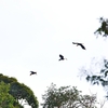 タイのカオヤイ国立公園鳥見ツアー（１）