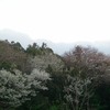 ありふれた草花が