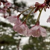 雨に濡れそぼる京都御苑の桜🌸