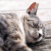 日本人の睡眠時間、世界で何位 ～眠らない日本人？寝ないとどうなる？～