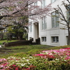 東京六本木桜めぐり⑰桜とツツジの咲く風景編『国立新美術館』