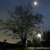 夜桜