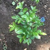 ブルーベリーを植えた