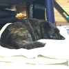 甲斐犬サンの陣取り合戦の巻〜٩(ˊᗜˋ*)وｲｴｰｲ