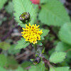 (264) Bidens pilosa var. pilosa