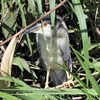 鳥撮日記　休耕田を見つけられず・・・。