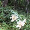 ヤマユリおよび狭井神社（大和）のこと