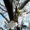 店長のひとこと「四万十川桜マラソン」