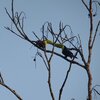 サンショクキムネオオハシ(Keel-billed Toucan)