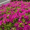 相模原の春 ツツジの花　その2（2023/4/9）
