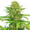 Growing marijuanna hydroponically just means growing a plant in a sterile growing medium rather than in soil. a plants nutrient requirements are supplied when you blend water and a nutrient service. plants 80% to 95% water and the remaining parts are comp