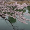 桜を撮りに。