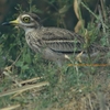 Inidian Thick-knee インドイシチドリ (インドの鳥その76)