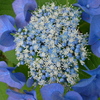 梅雨と紫陽花