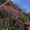 沖縄・本部八重岳桜祭り！
