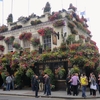 ロンドンの街の花