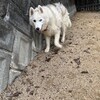 老犬ホームあん｜お泊りワンコ ぎん^^