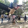 世界一醜い鳥、アフリカの怪鳥「マラブー」と戯れよう！エチオピア、コカ湖訪問レポート【アフリカハゲコウ】