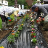 雪がやっと消えたと思ったらもう「夏」